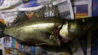 Kuha 2,55 kg