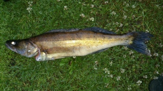 Kuha 2,01 kg