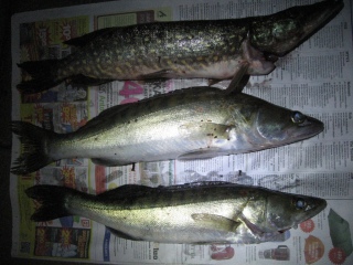 Kuha 1,80 kg
