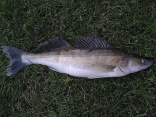 Kuha 1,30 kg