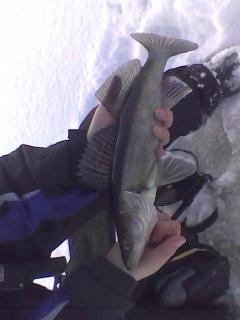 Kuha 1,20 kg