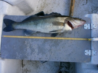 Kuha 1,92 kg