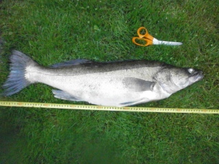Kuha 5,36 kg