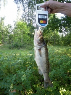 Kuha 1,20 kg