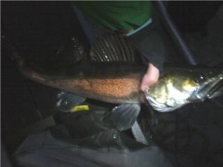 Kuha 1,40 kg