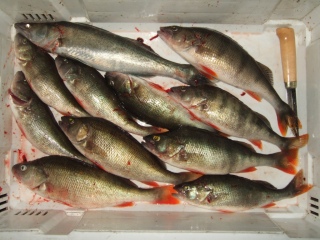 Kuha 510 g