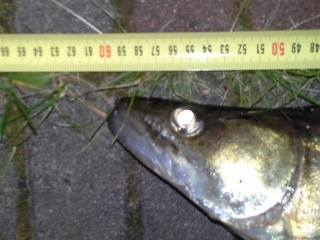 Kuha 2,80 kg