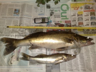 Kuha 3,55 kg