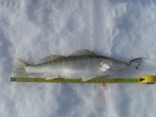 Kuha 800 g