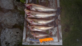 Kuha 5,00 kg