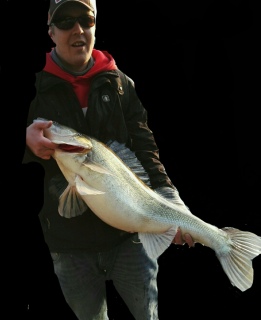 Kuha 8,00 kg