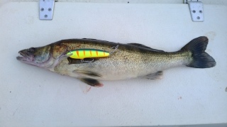 Kuha 2,05 kg