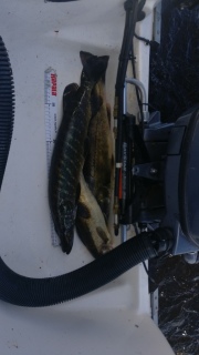 Kuha 1,55 kg