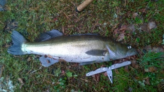 Kuha 2,30 kg