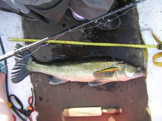 Kuha 3,49 kg