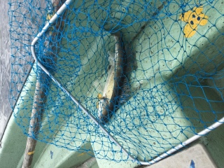 Kuha 600 g
