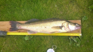 Kuha 2,15 kg