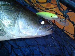 Kuha 1,23 kg