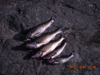 Kuha 1,51 kg
