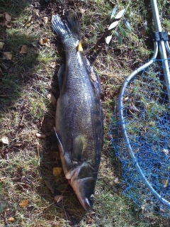 Kuha 3,50 kg