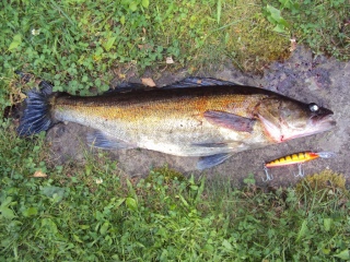 Kuha 2,68 kg