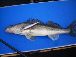 Kuha 1,20 kg