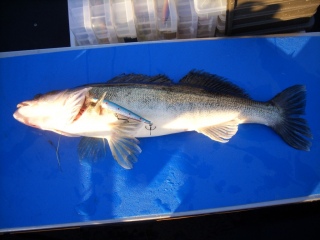 Kuha 2,11 kg