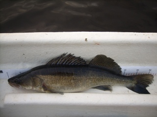 Kuha 1,71 kg