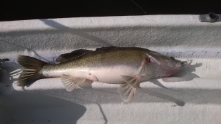 Kuha 3,03 kg