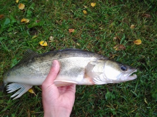 Kuha 1,10 kg