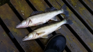 Kuha 1,56 kg