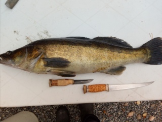 Kuha 5,16 kg