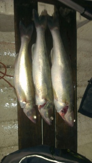 Kuha 2,00 kg