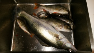 Kuha 1,93 kg