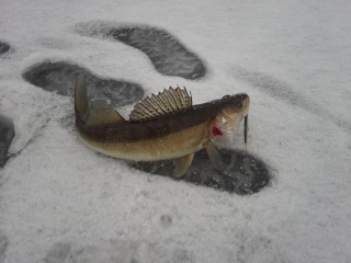 Kuha 1,00 kg