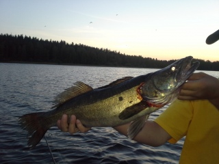 Kuha 2,50 kg