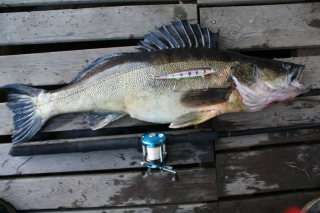 Kuha 5,70 kg