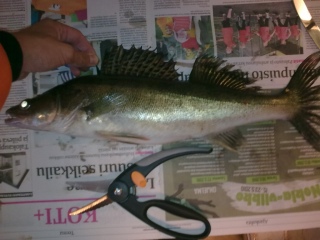 Kuha 1,10 kg