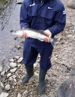 Kuha 1,60 kg