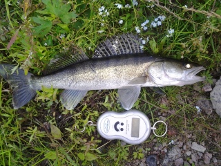 Kuha 600 g