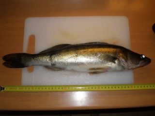 Kuha 830 g