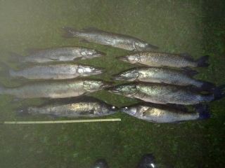 Kuha 1,69 kg