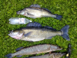 Kuha 2,20 kg