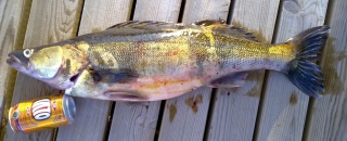 Kuha 3,51 kg