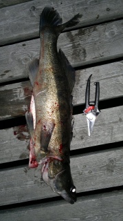 Kuha 3,50 kg