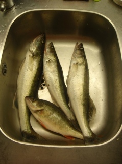 Kuha 1,45 kg