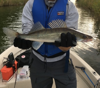 Kuha 590 g