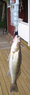 Kuha 710 g