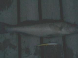 Kuha 1,20 kg