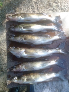 Kuha 4,00 kg